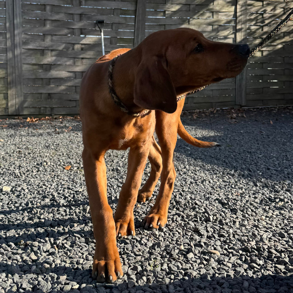 Trainingslijn Camobruin