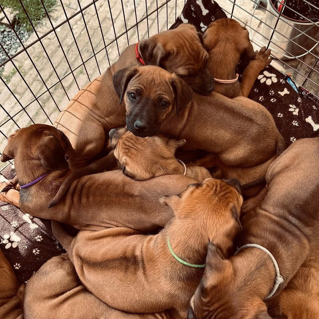 Puppy / kitten herkenningsbandjes