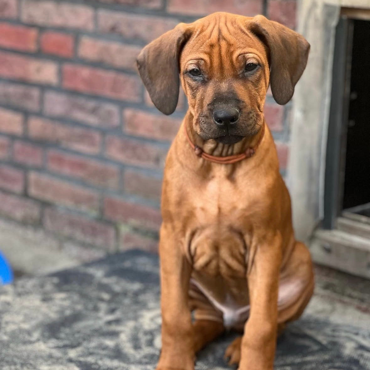 Puppy / kitten herkenningsbandjes