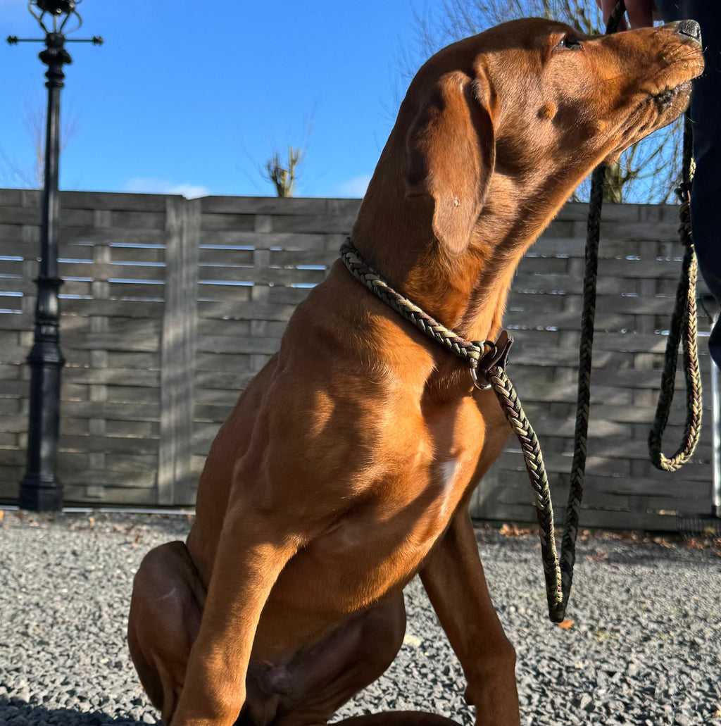 Trainingslijn Camobruin