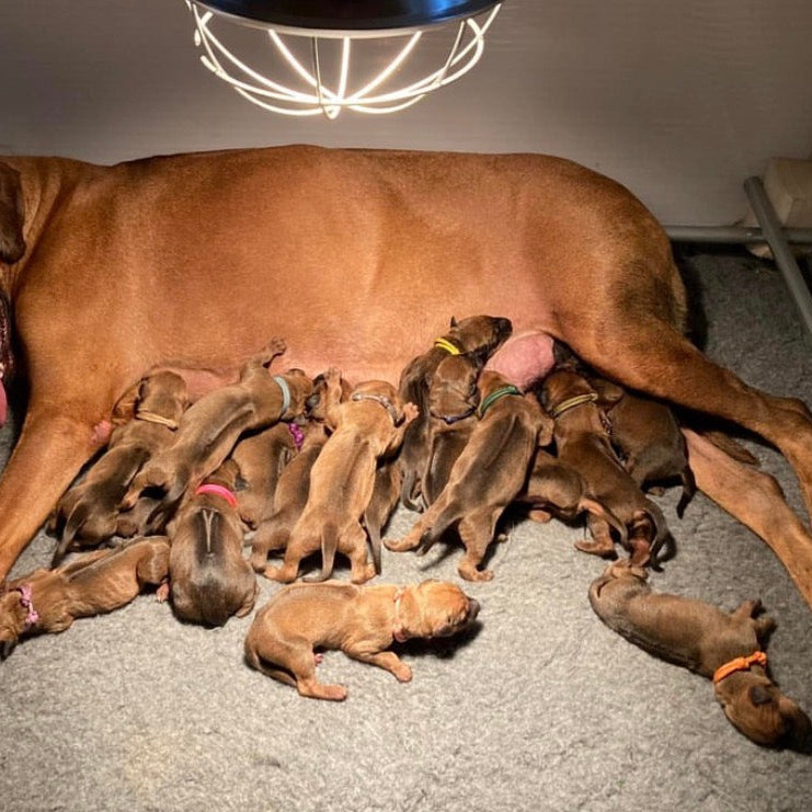 Puppy / kitten herkenningsbandjes