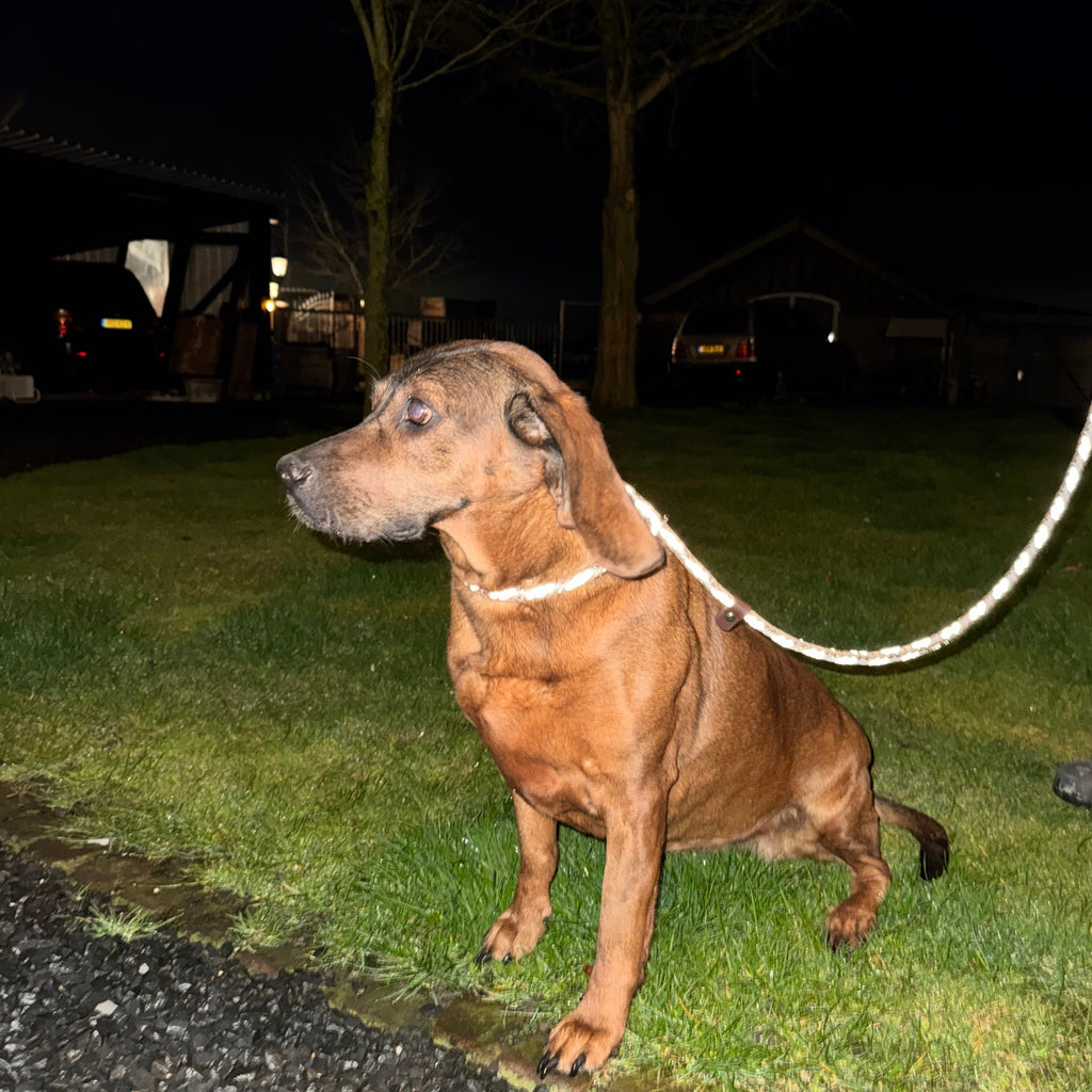 Trainingslijn Reflecterend Hazel