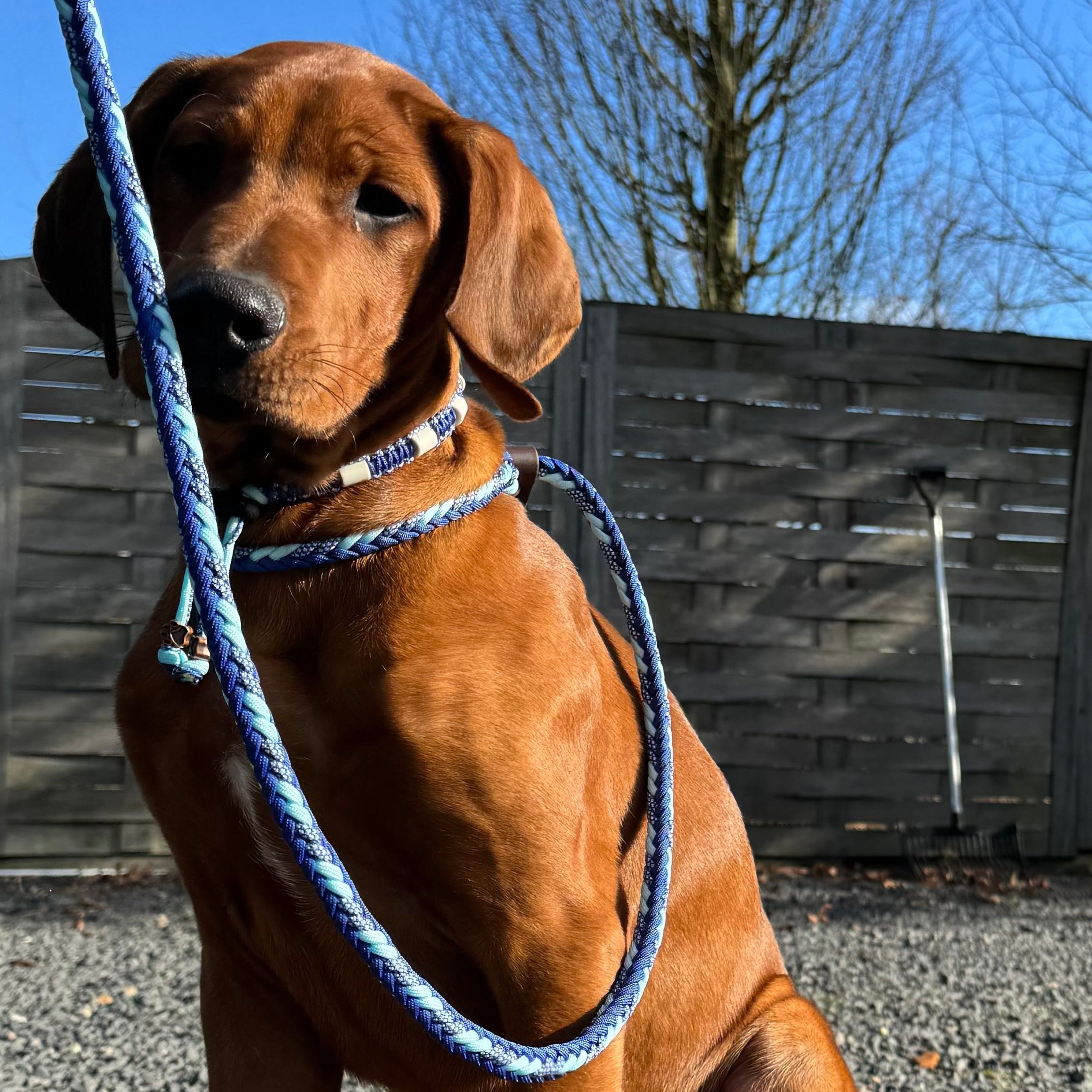 Trainingslijn Indigopastel