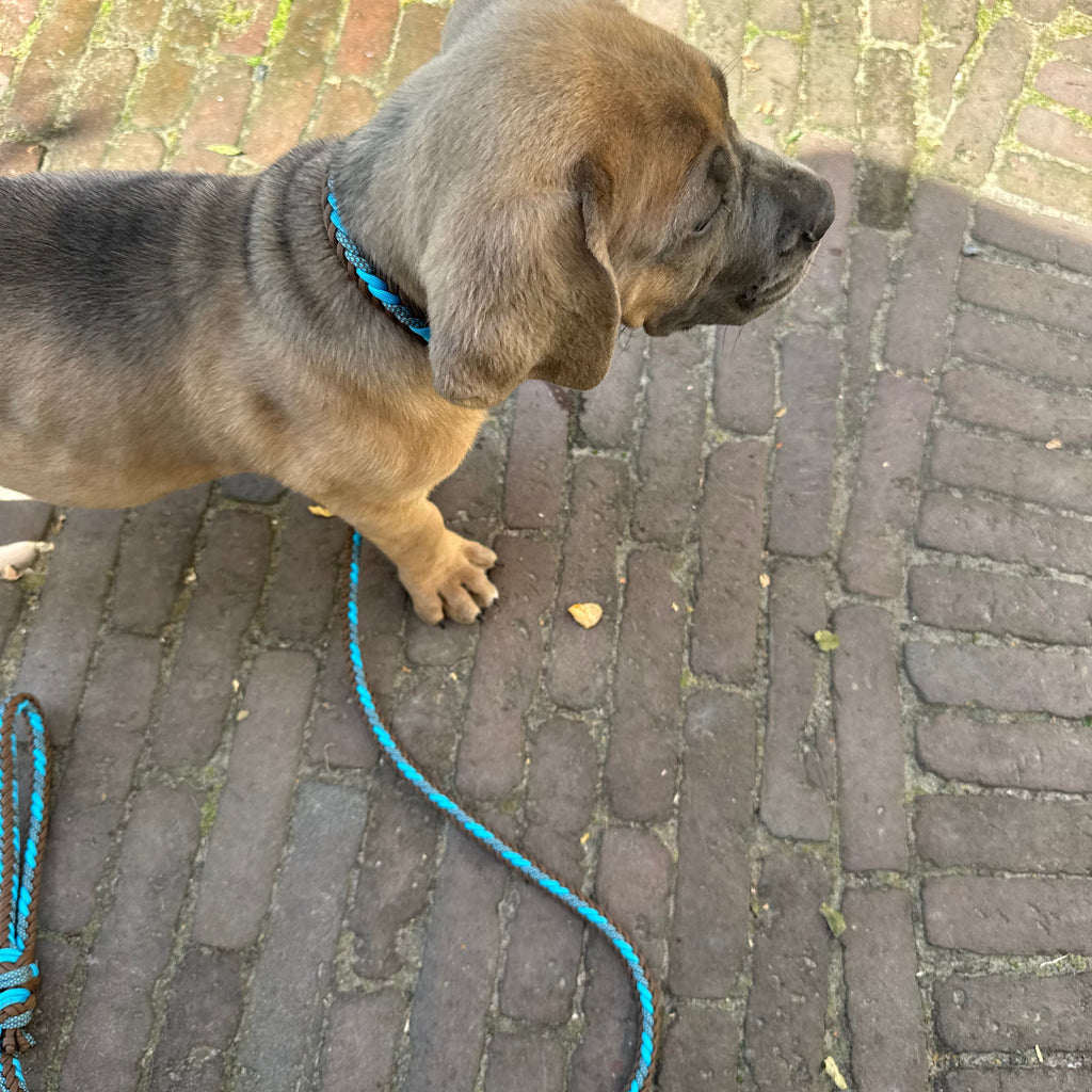 Trainingslijn HazelCyan