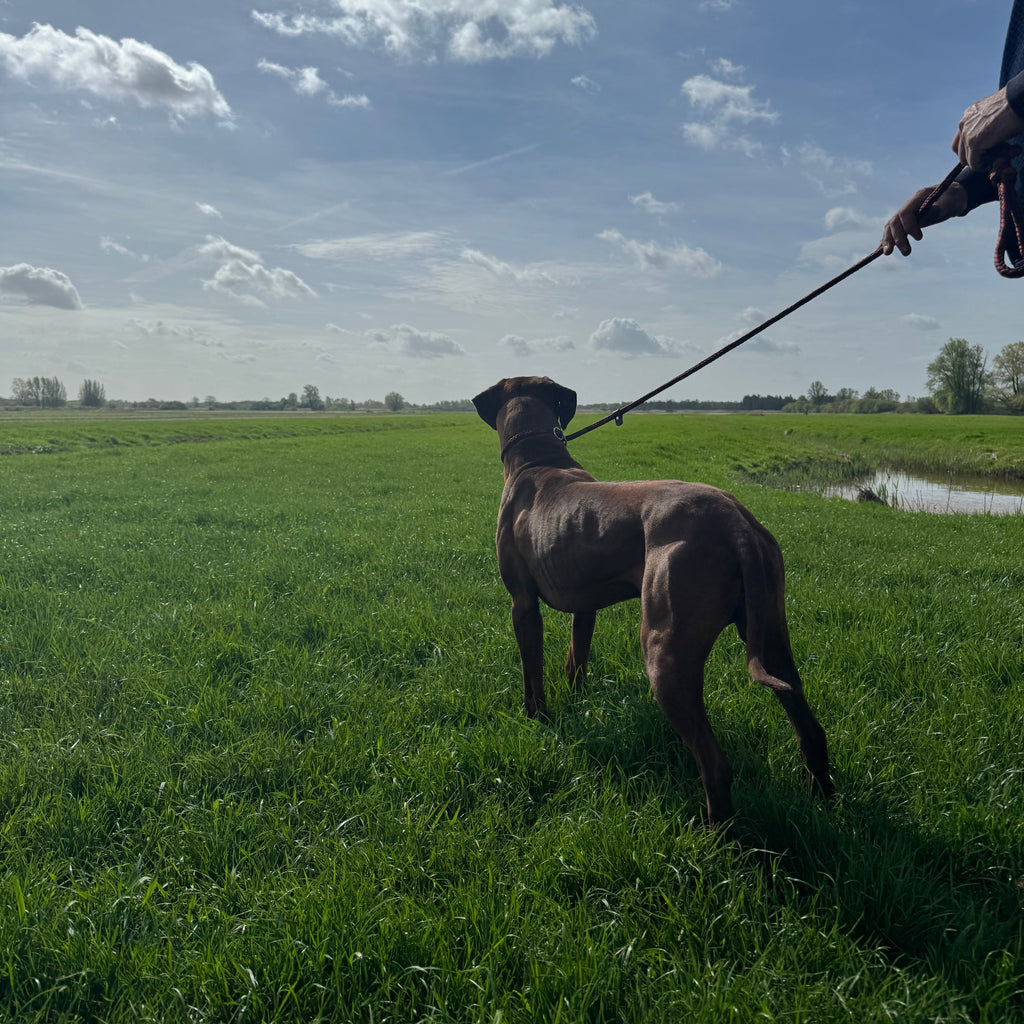 Trainingslijn Bronswalnoot