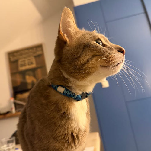 Ontwerp je eigen katten tekenband