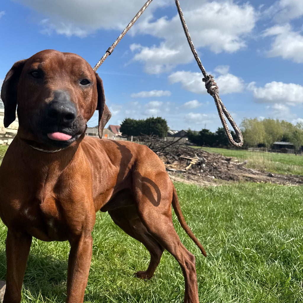 Trainingslijn Reflecterend Hazel
