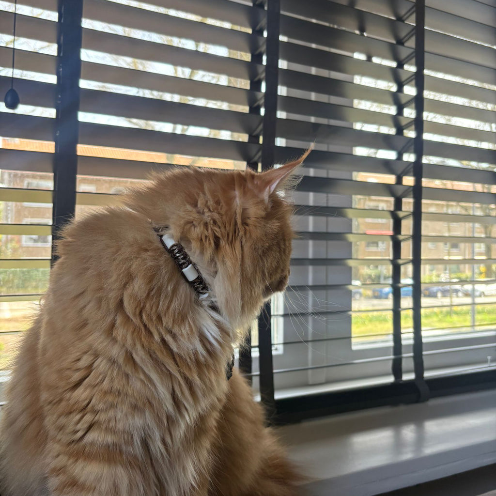 Ontwerp je eigen katten tekenband