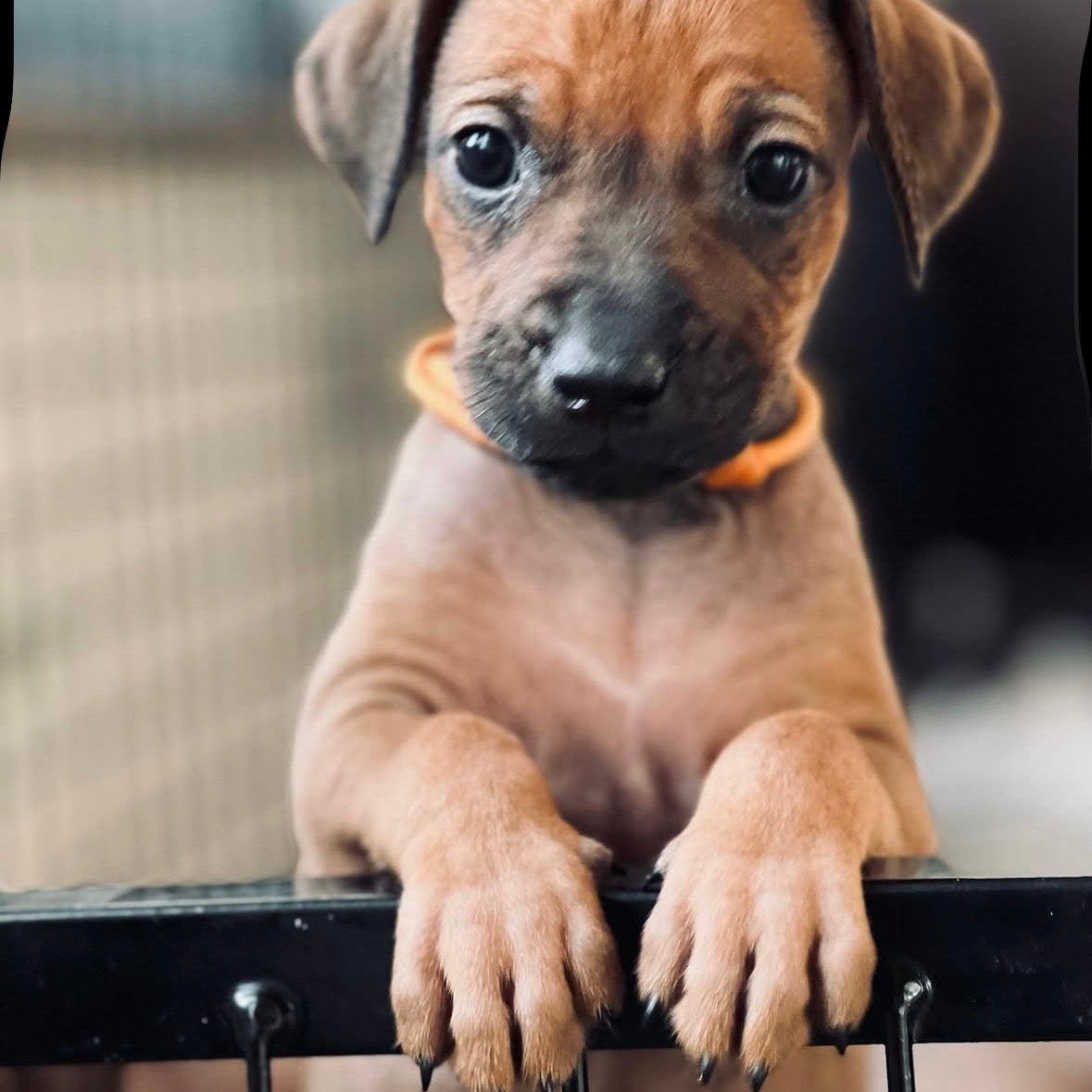 Puppy / kitten herkenningsbandjes