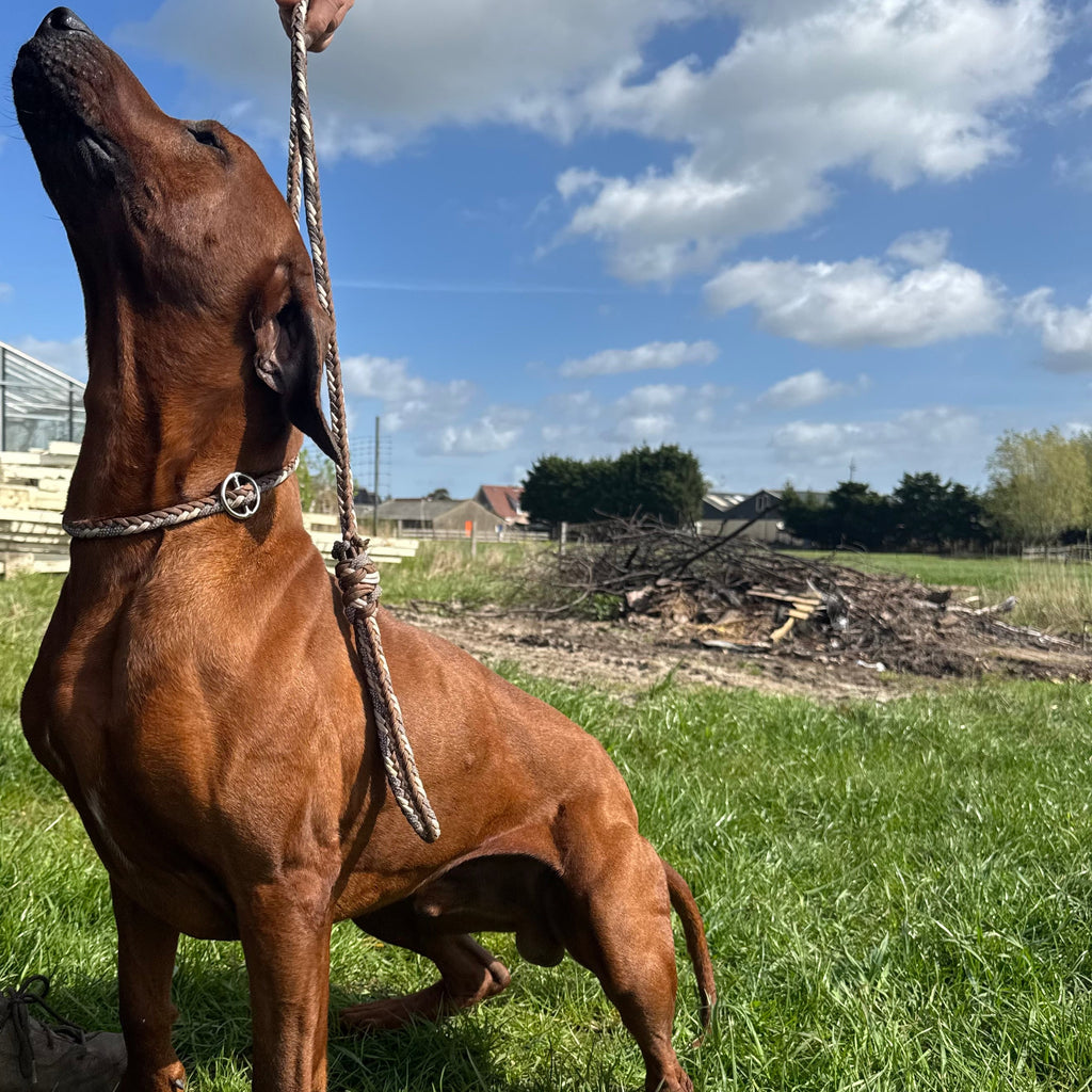 Trainingslijn Reflecterend Hazel