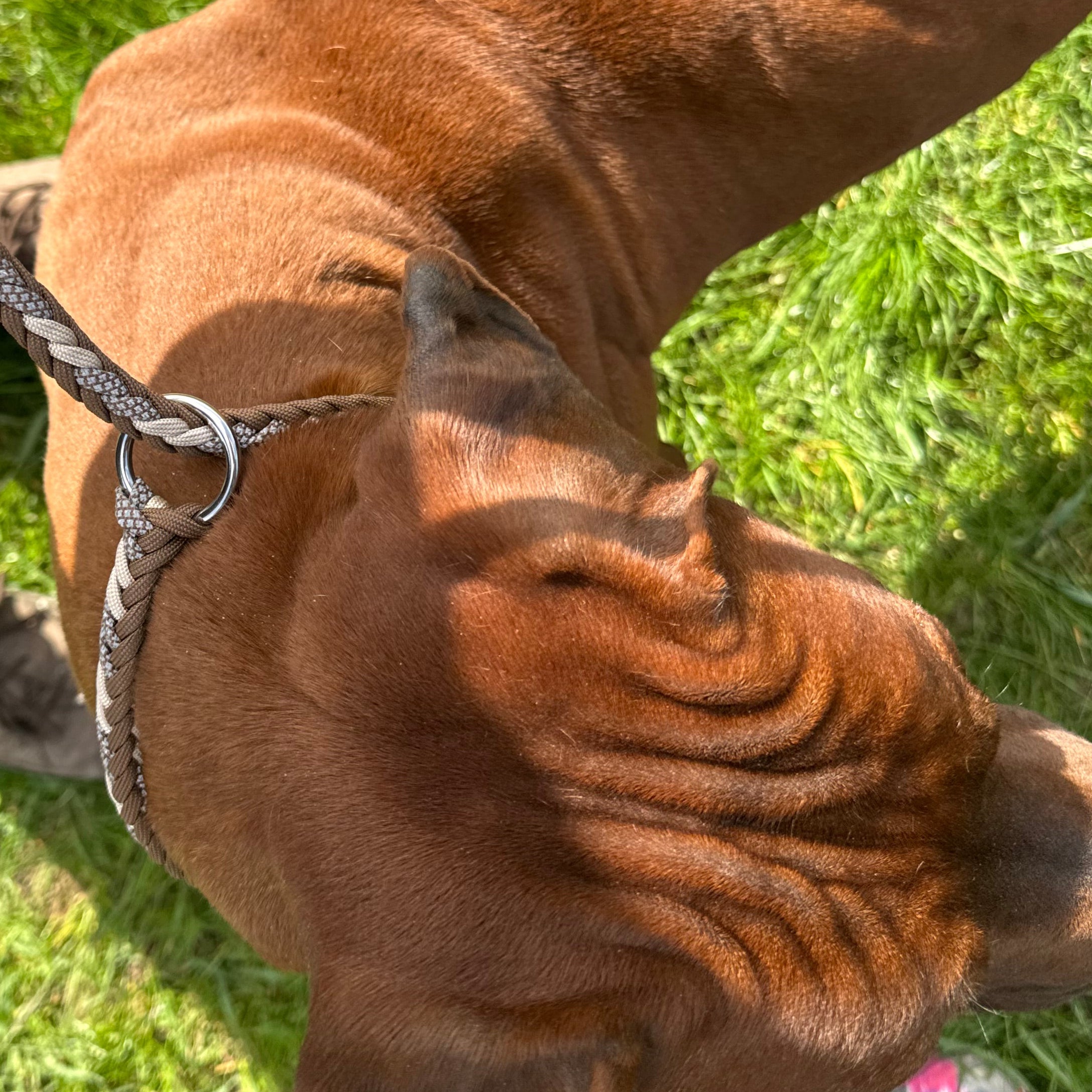 Trainingslijn Reflecterend Hazel