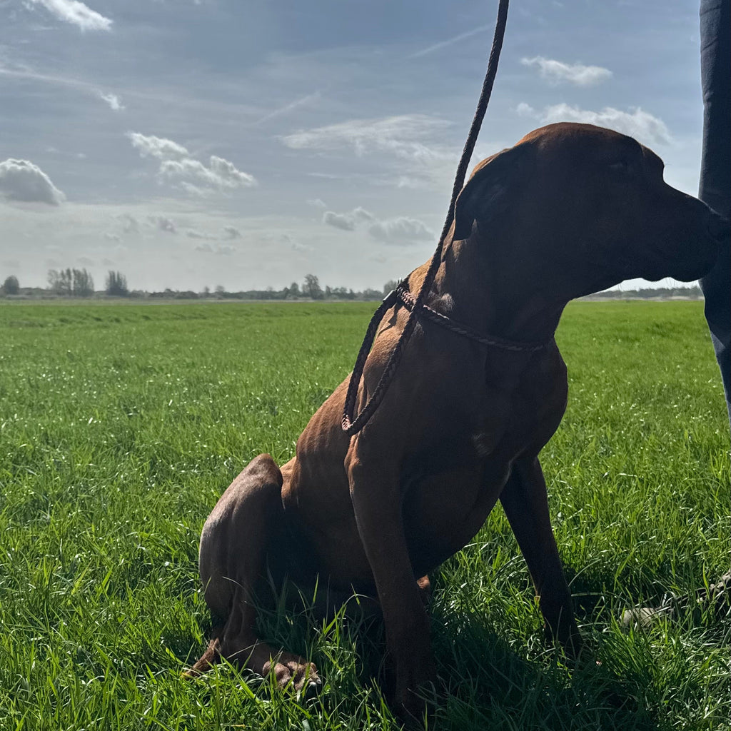 Trainingslijn Bronswalnoot