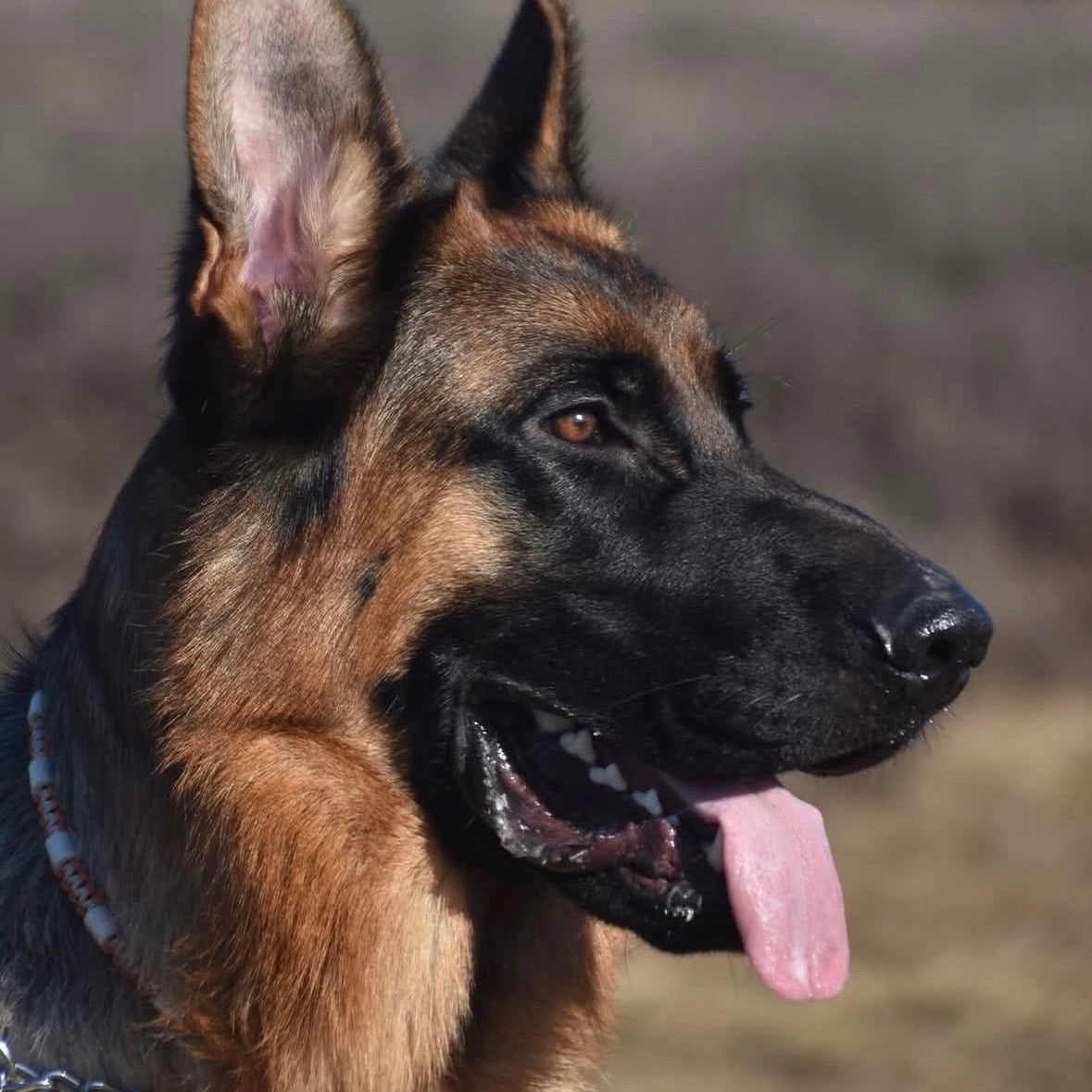 Ontwerp je eigen tekenband